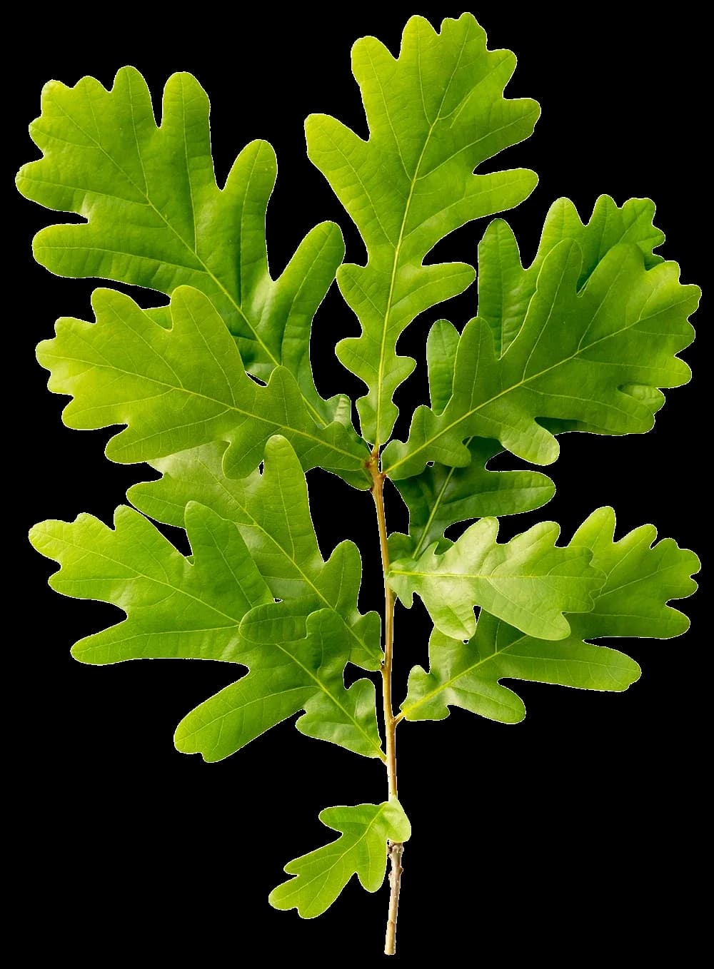 Wellness Leaf