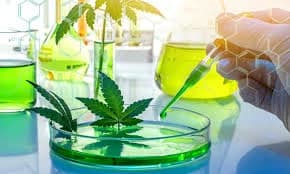 Cannabis Reclassified: A Potential Breakthrough in Medical Studies